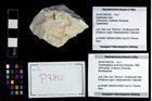 Foto (Objekt + Etikett) von Cracensigillatus acutirostris (Moericke, 1889)  (NHMW-GEO-2014-0194-0780)